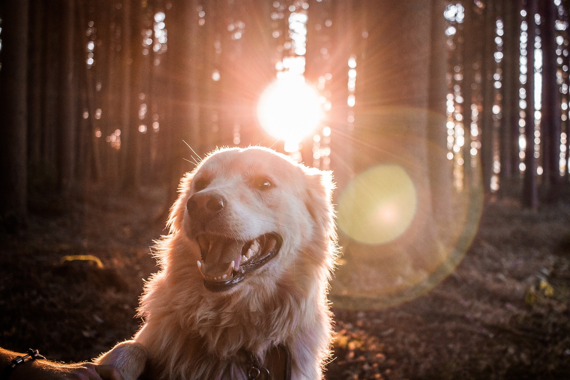dog facts - featured image