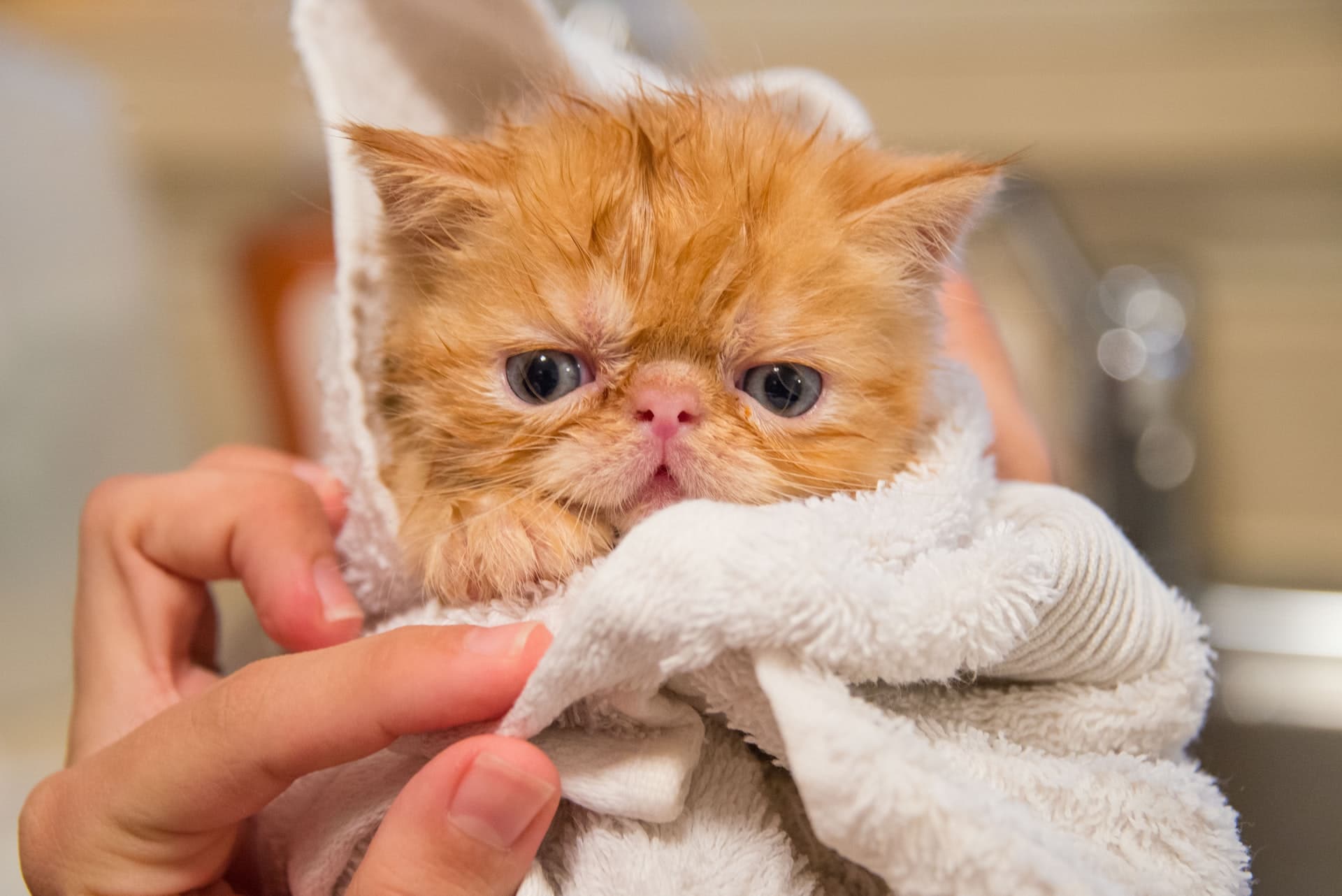 cat grooming - featured image