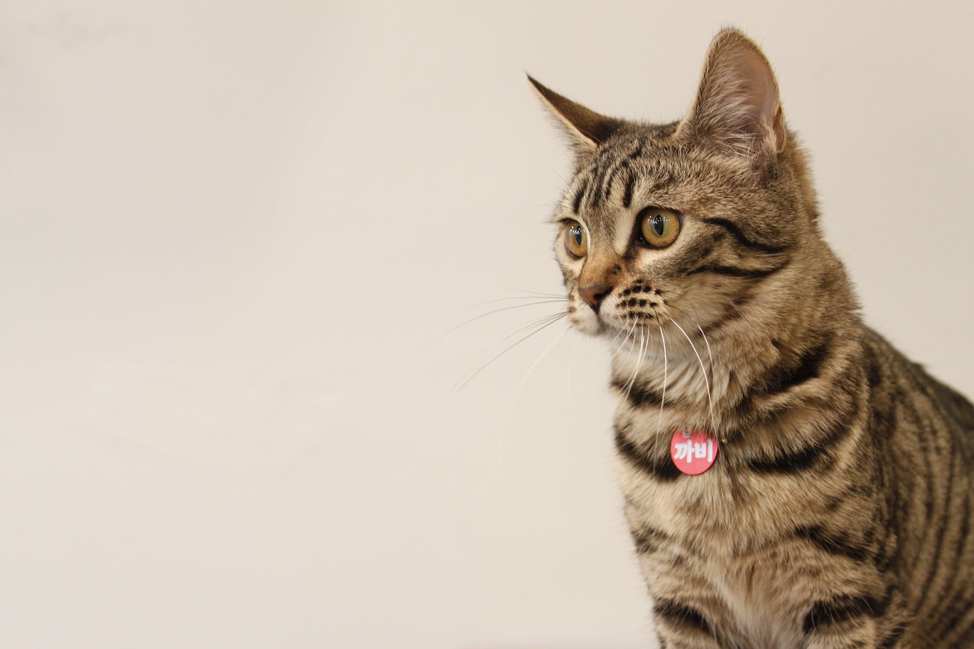 Cat Statistics - Featured Image1
