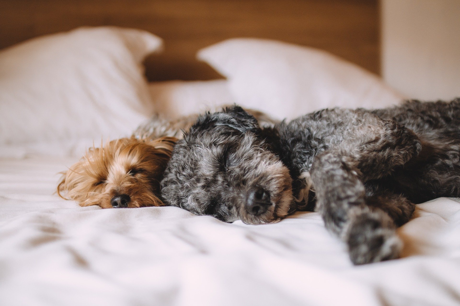 How Many Hours a Day Do Dogs Sleep? - Featured Image