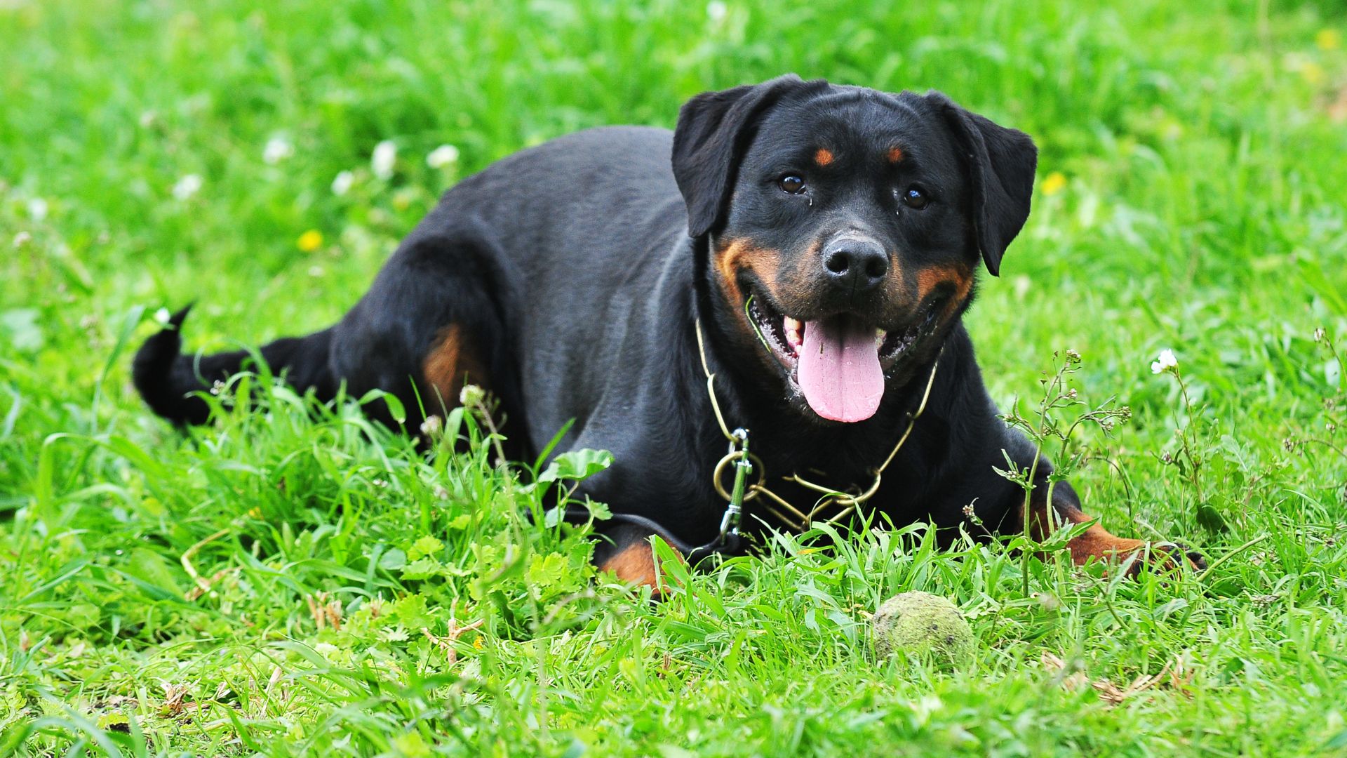 Best Guard Dogs for Families - Featured Image