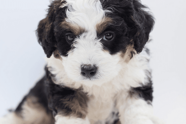 Do Bernedoodles shed