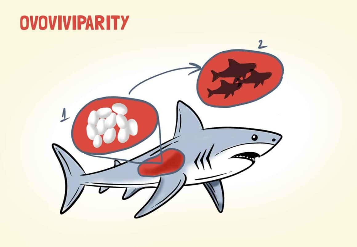 How Do Sharks Mate? Everything You Need To Know!