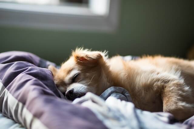 dog sleeping