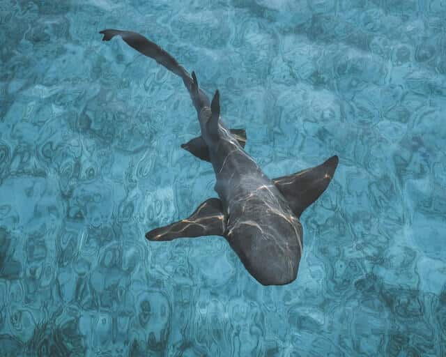 How do sharks sleep