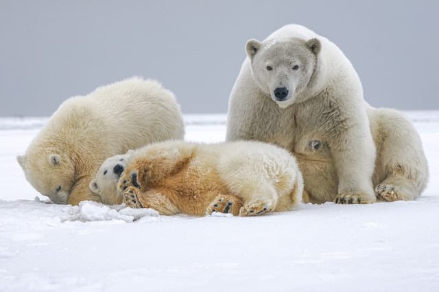 which bear is the strongest