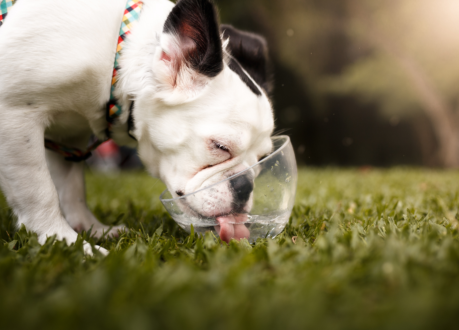 How long can a dog go without water 