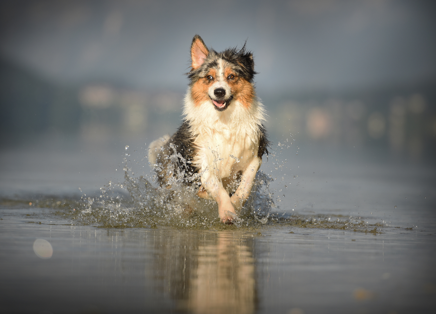 How long can a dog go without water