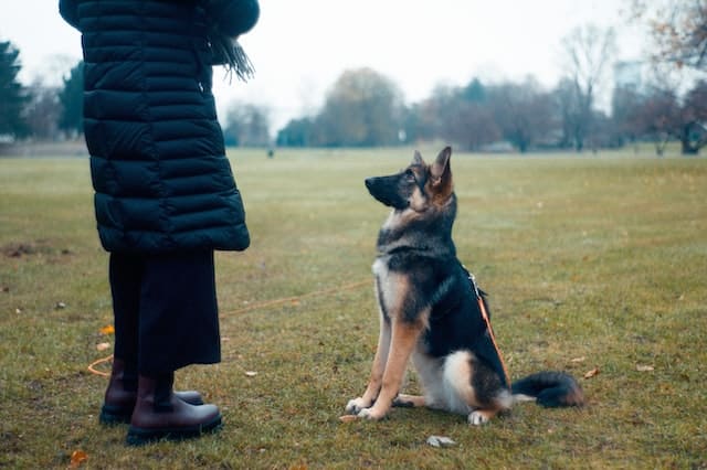 hand signals for dogs
