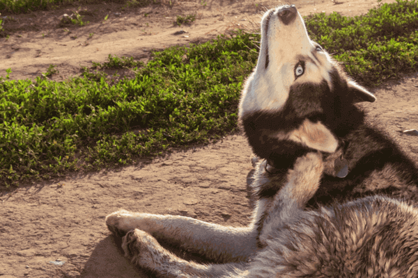 How to Know If Your Dog Has Fleas