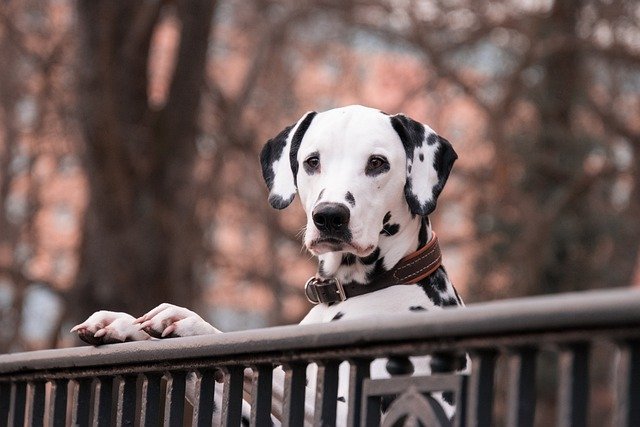black and white dog breeds