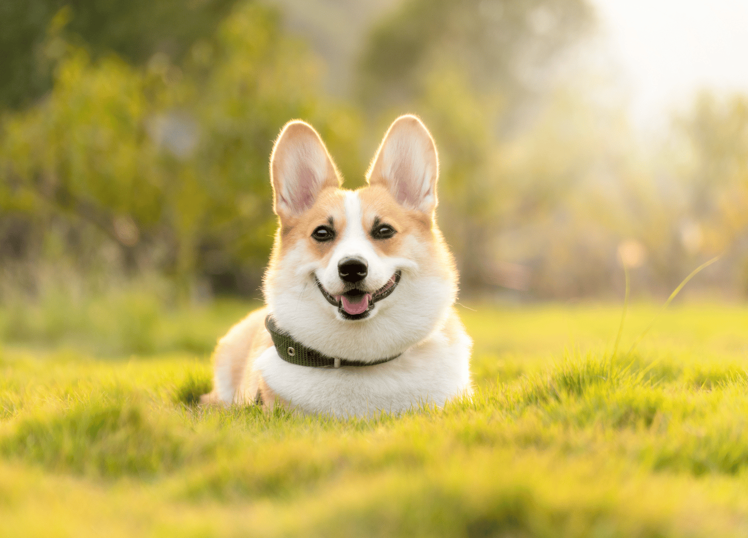 how much is a corgi