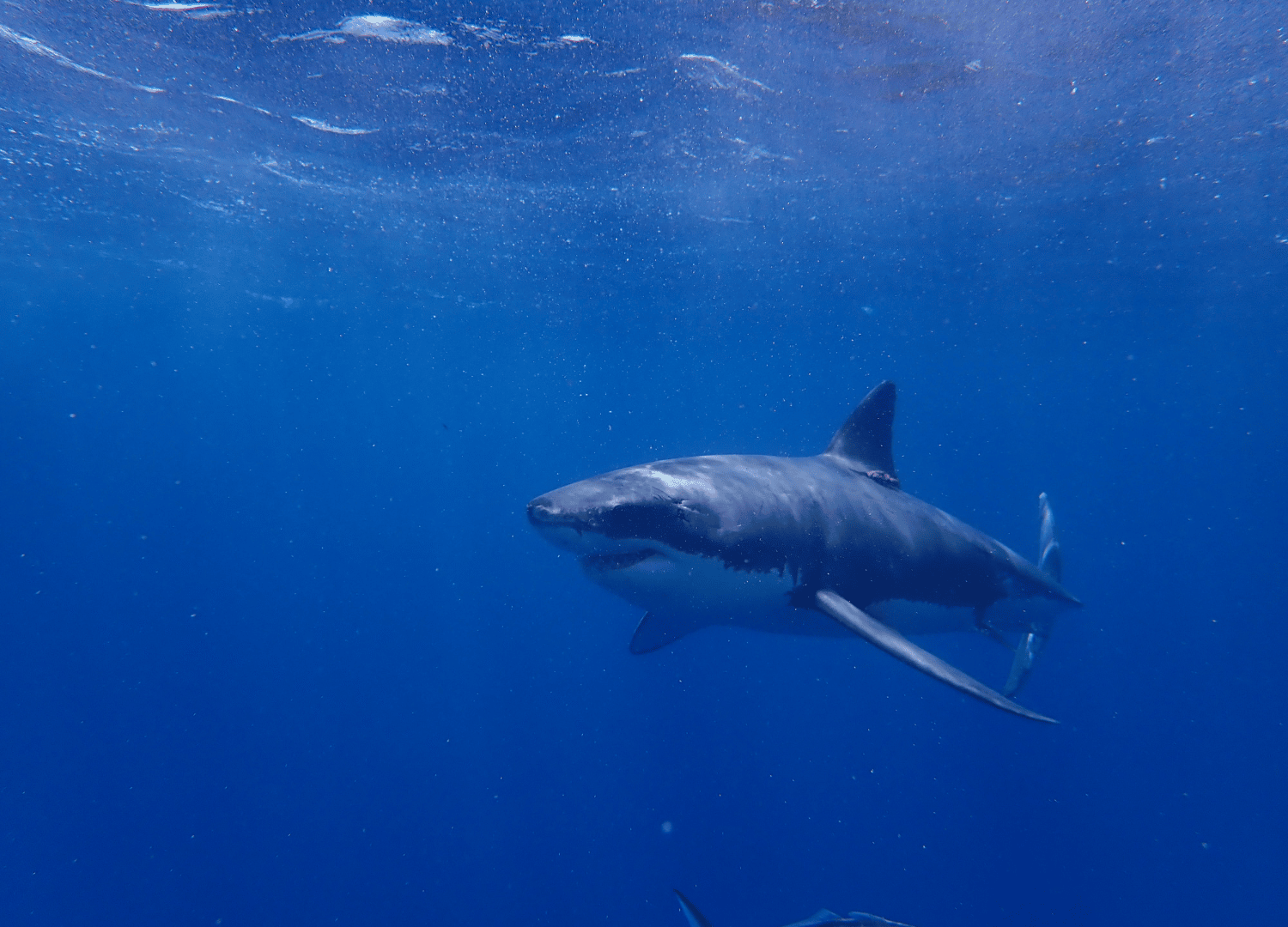 How deep do great white sharks swim