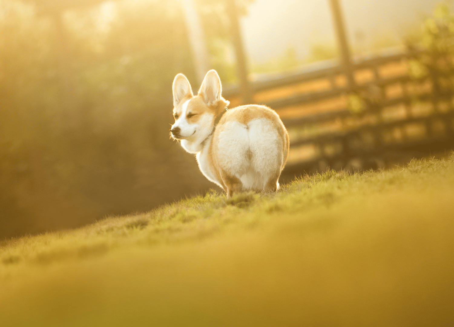 how much is a corgi