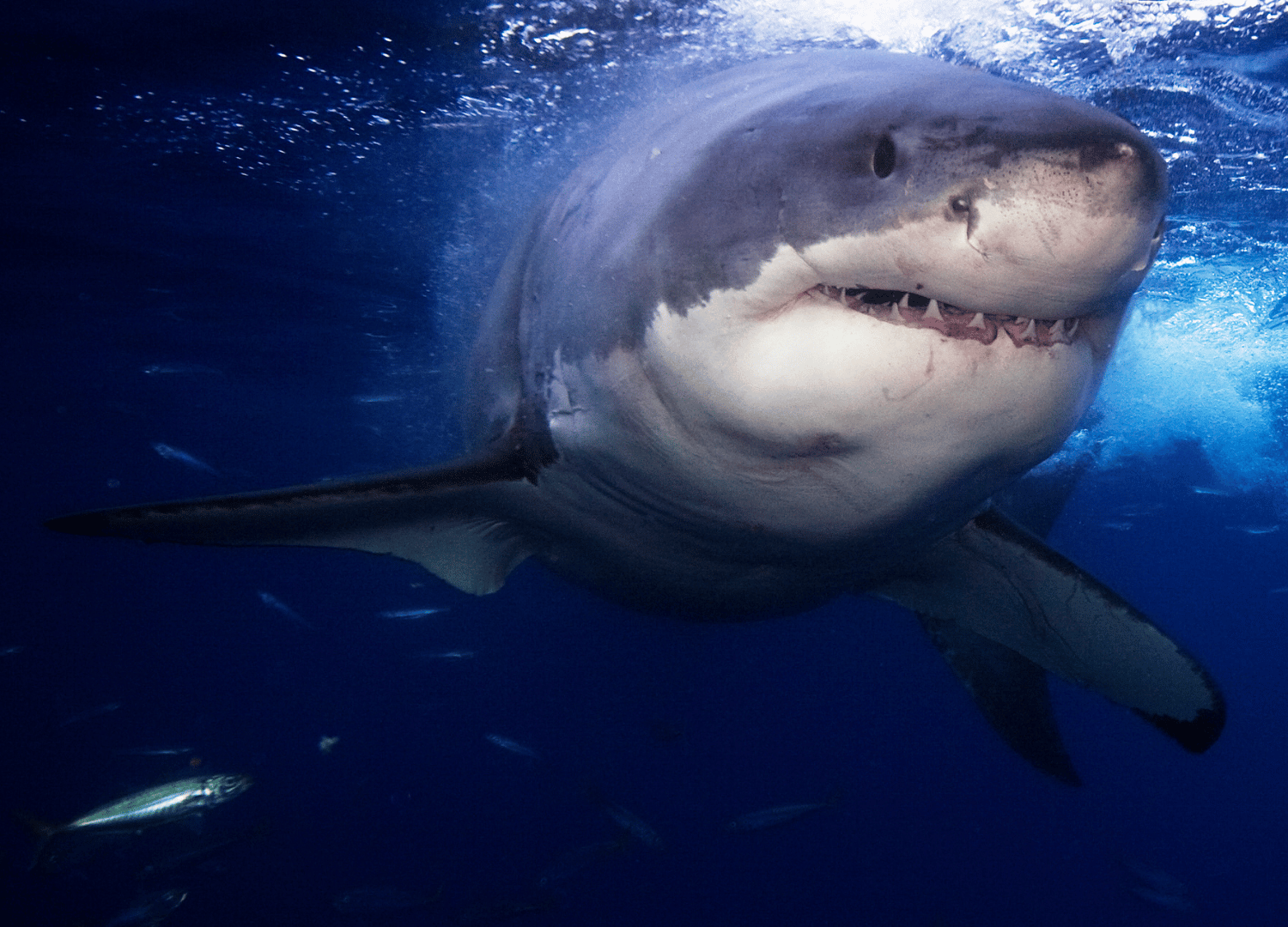How deep do great white sharks swim