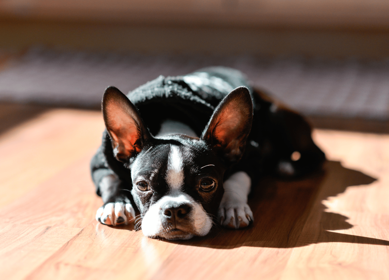 black and white dog breeds - Boston Terrier