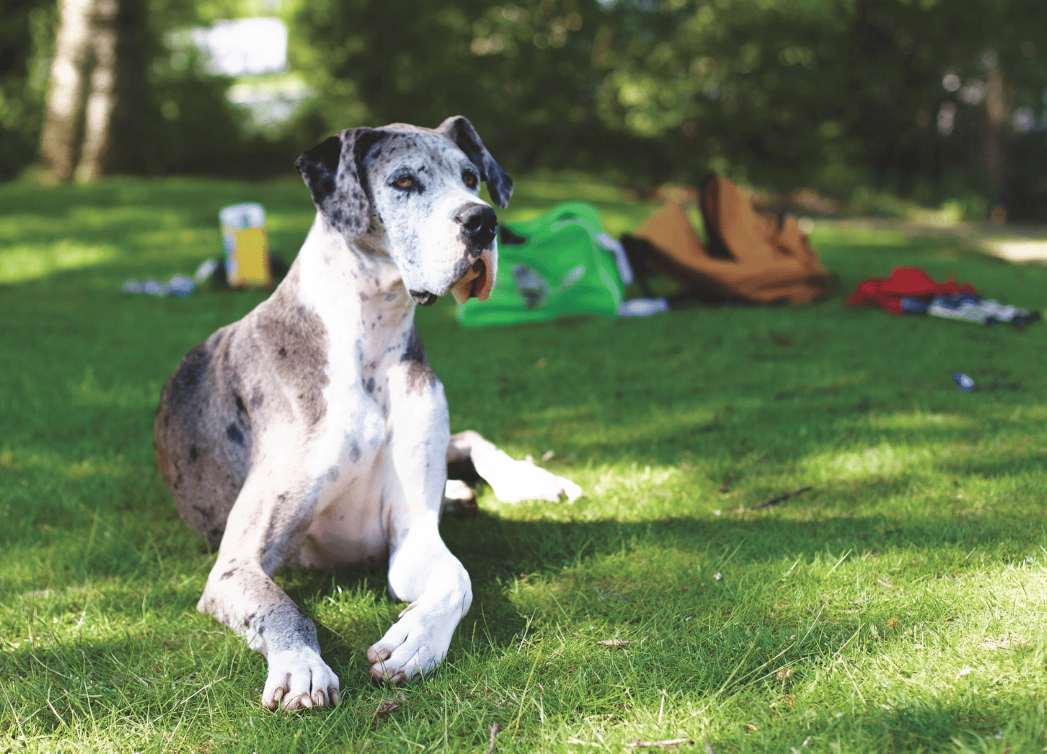 black and white dog breeds - Great Dane