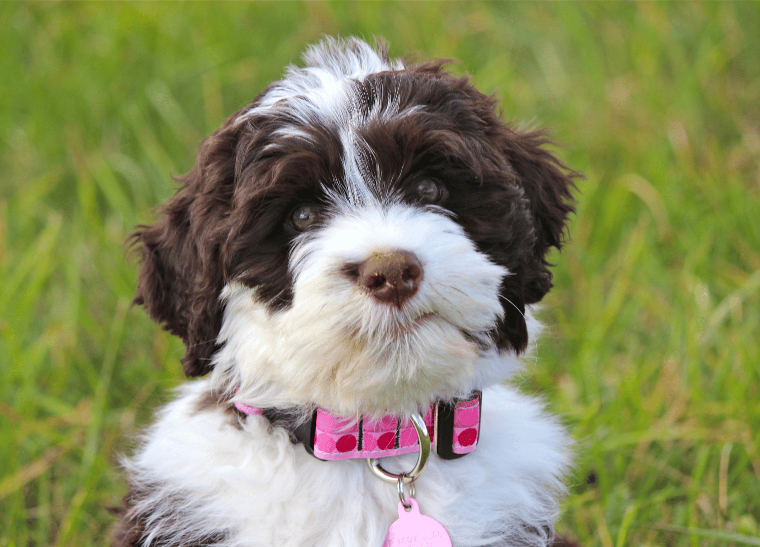 black and white dog breeds - Portuguese Water Dog