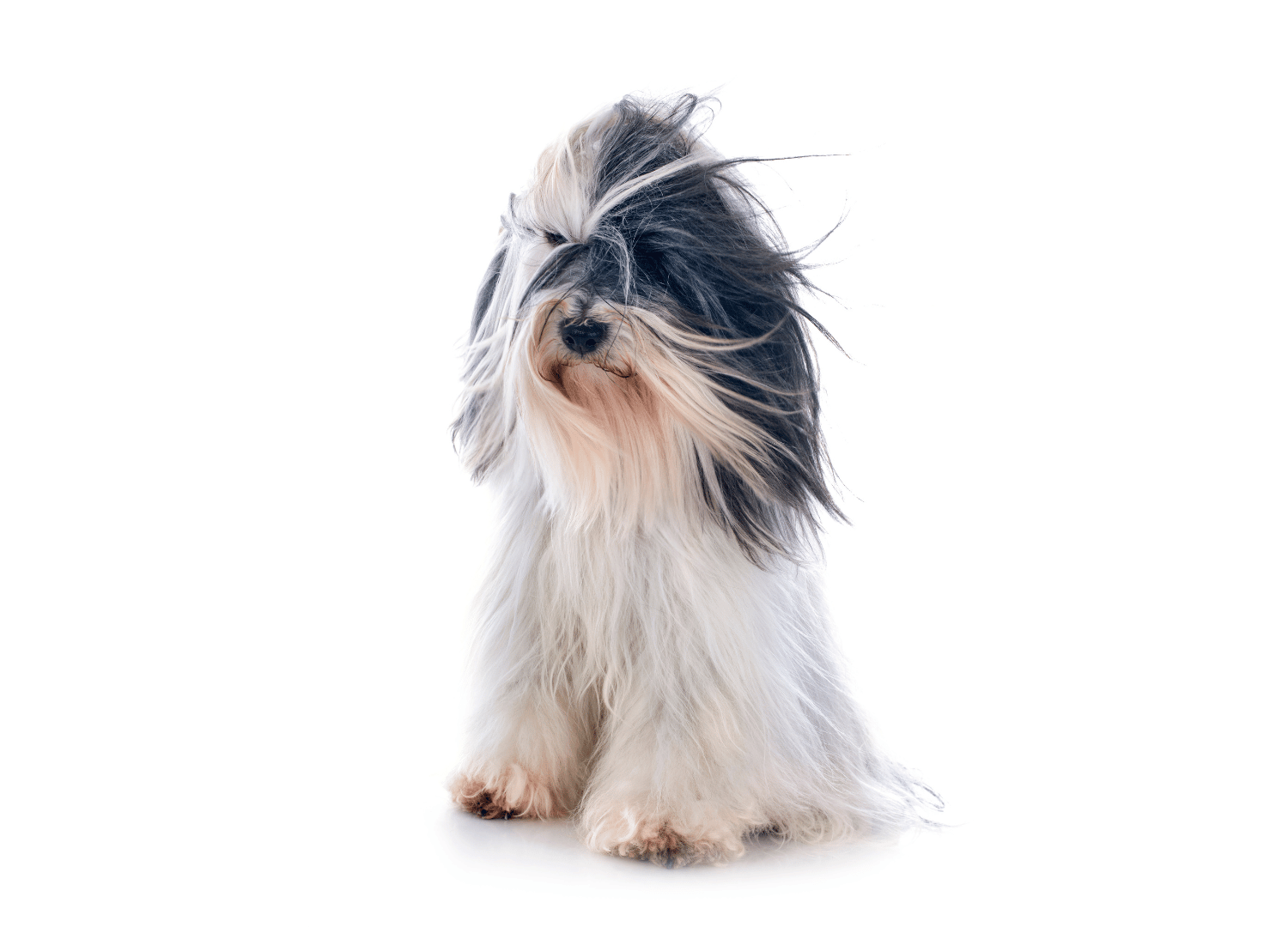 black and white dog breeds - Tibetan Terrier