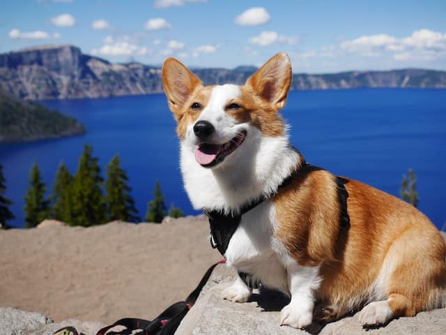 how much is a corgi