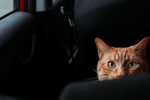how to calm cat in car