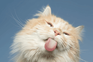 Why does my cat lick my face