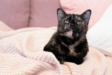 Why Does My Cat Pee on My Clothes: Causes and Remedies