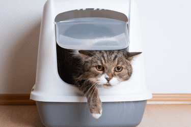 How Long Can a Cat Go Without Peeing