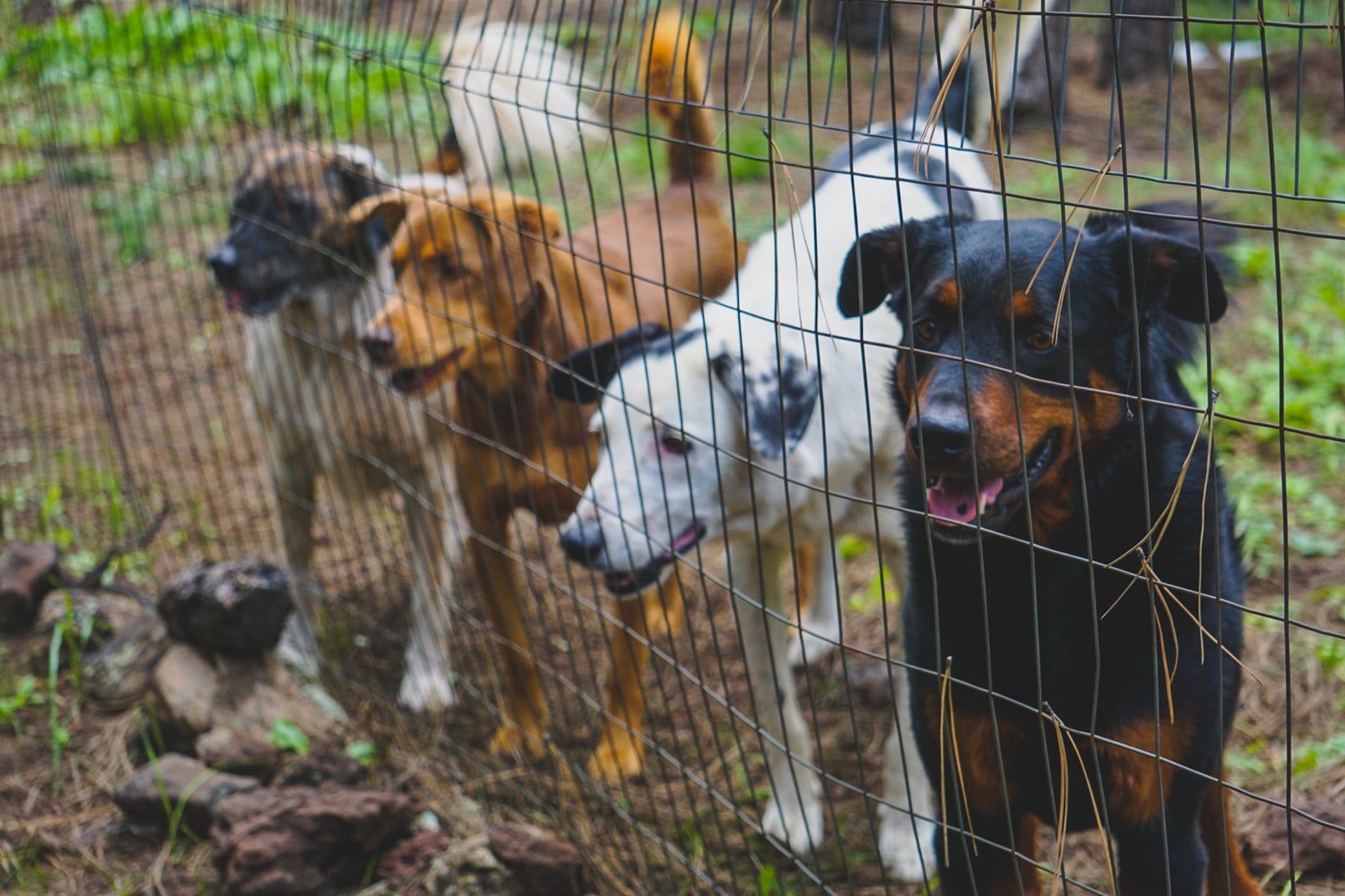 44 Shocking Animal Shelter Statistics (2022 UPDATE) | Petpedia