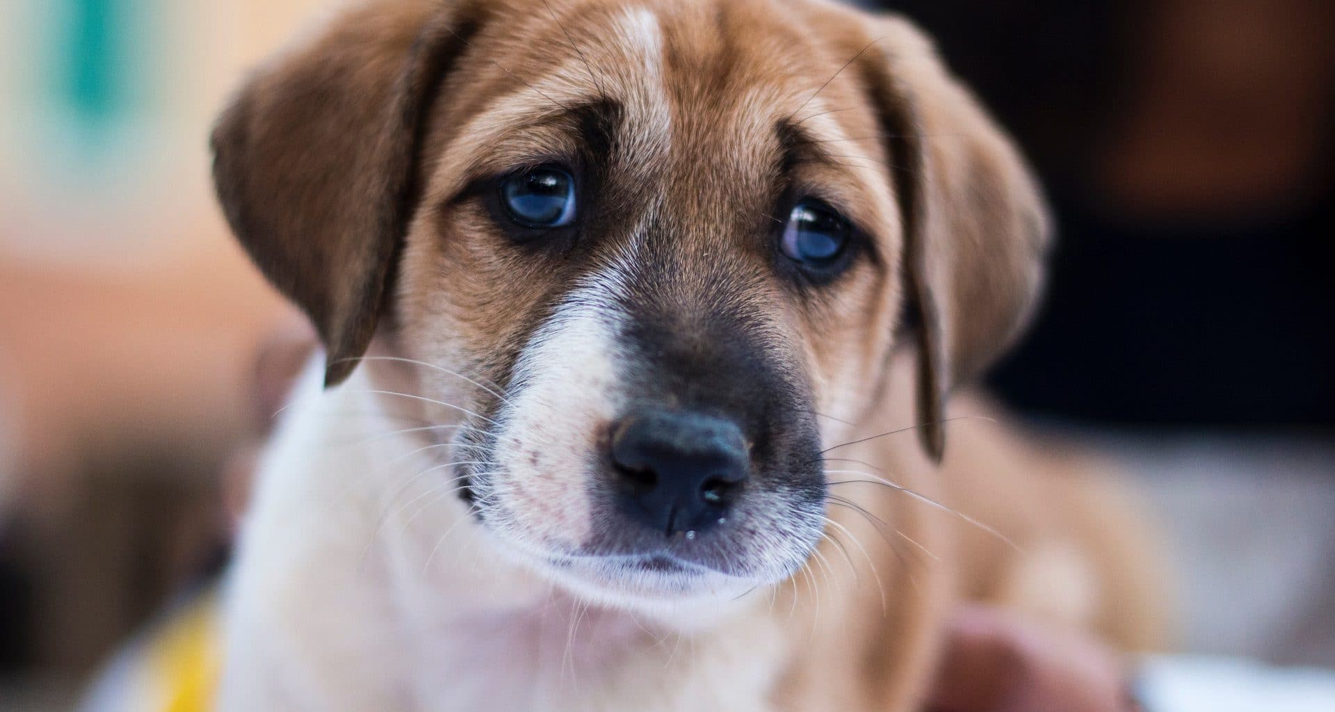 how many dogs are abused each year in the united states