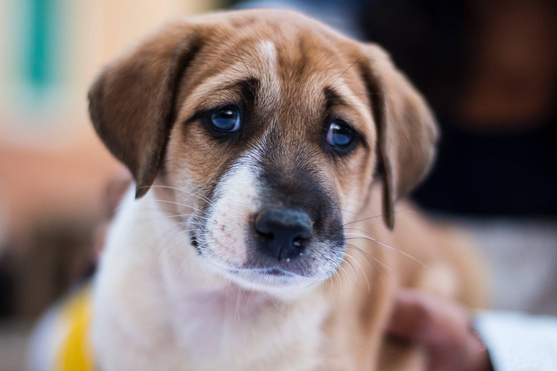 35 Disturbing Animal Abuse Statistics (2022 UPDATE) | Petpedia