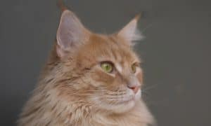 most popular cat breeds - featured image
