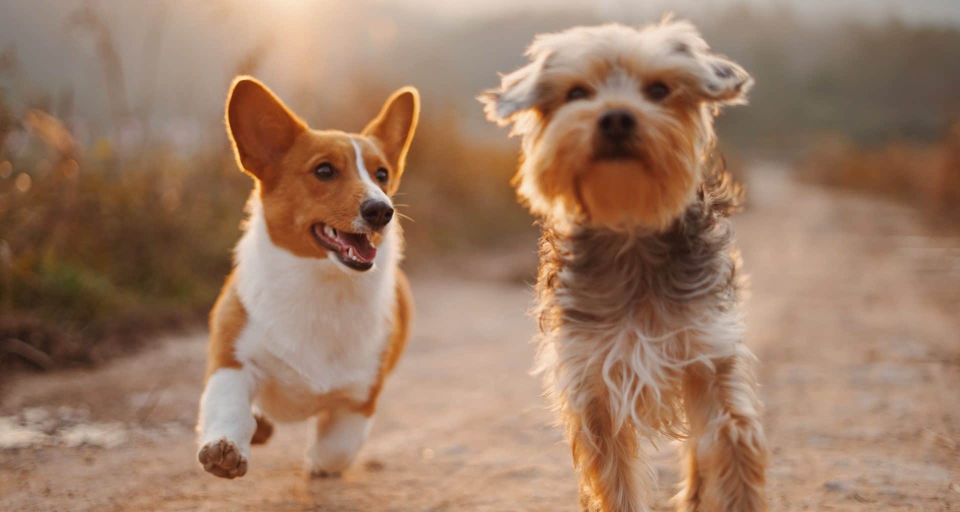 50 of the Most Popular Dog Breeds in 