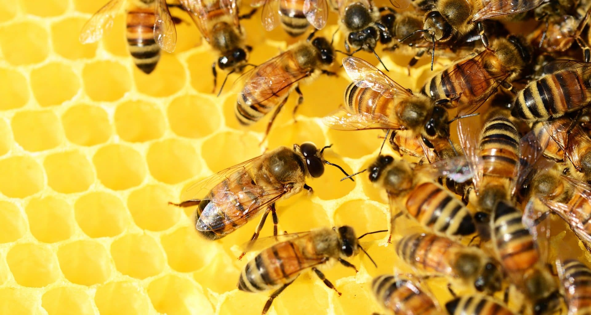 bee statistics - featured image