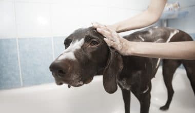 dog grooming-featured image