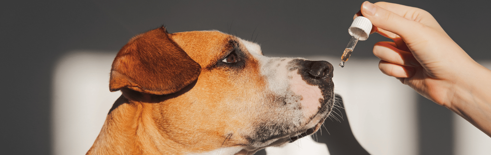 is cbd oil good for dogs