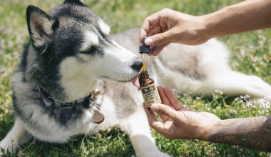 cbd oil for dogs - featured image
