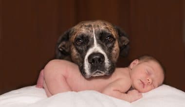 dogs and babies - featured image