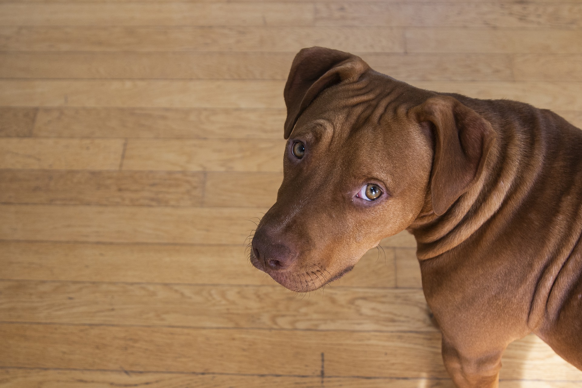 what percentage of dog attacks are by pit bulls