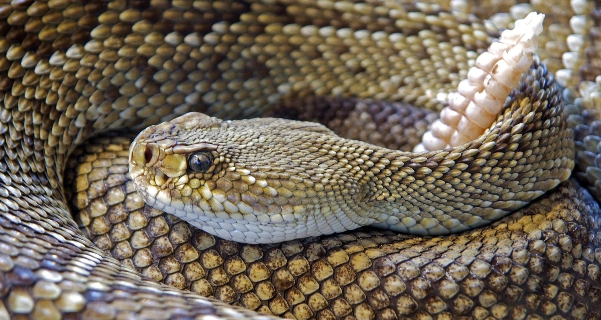 snake bite statistics - featured image