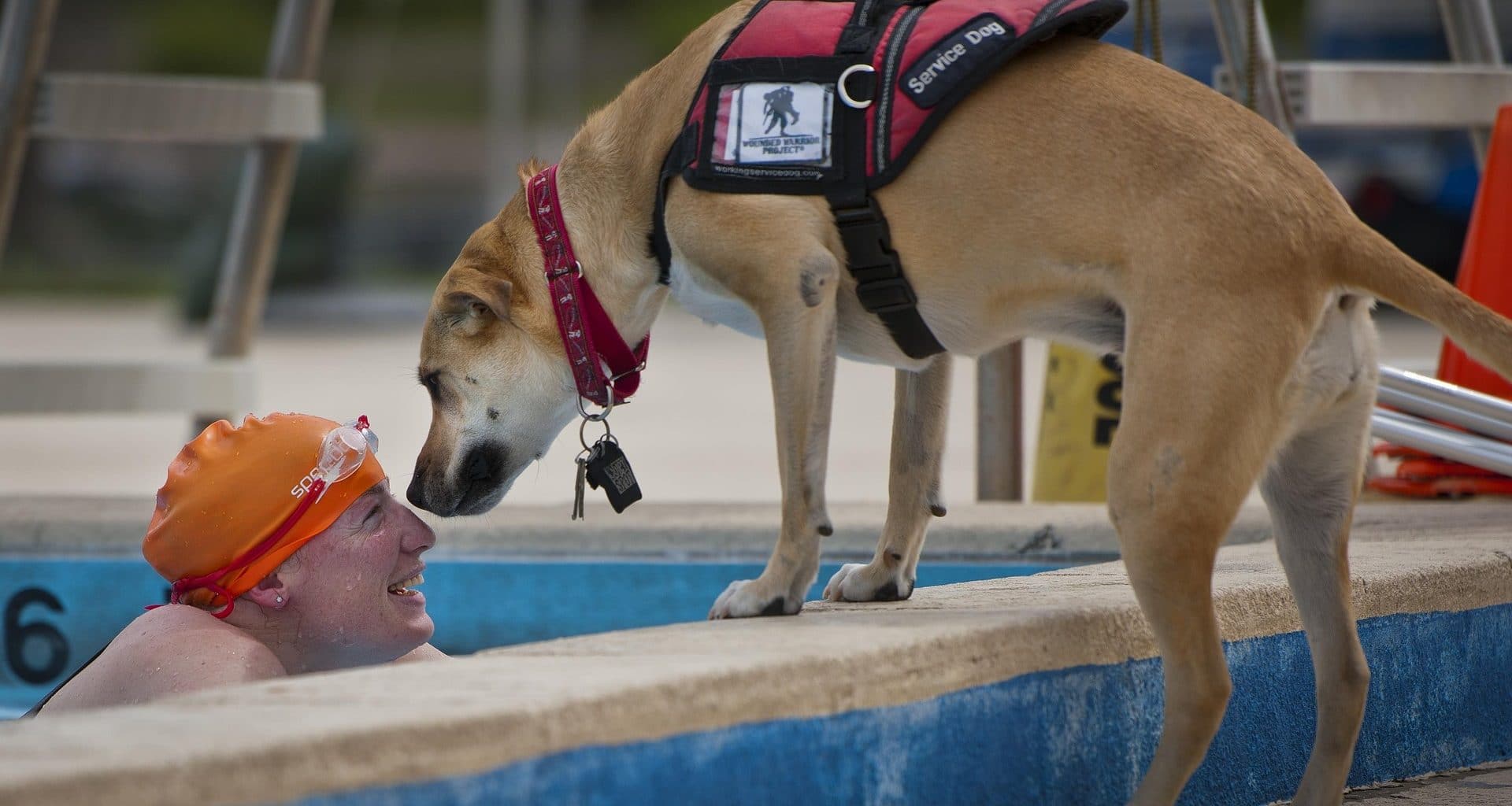 What is a Service Animal - Featured Image