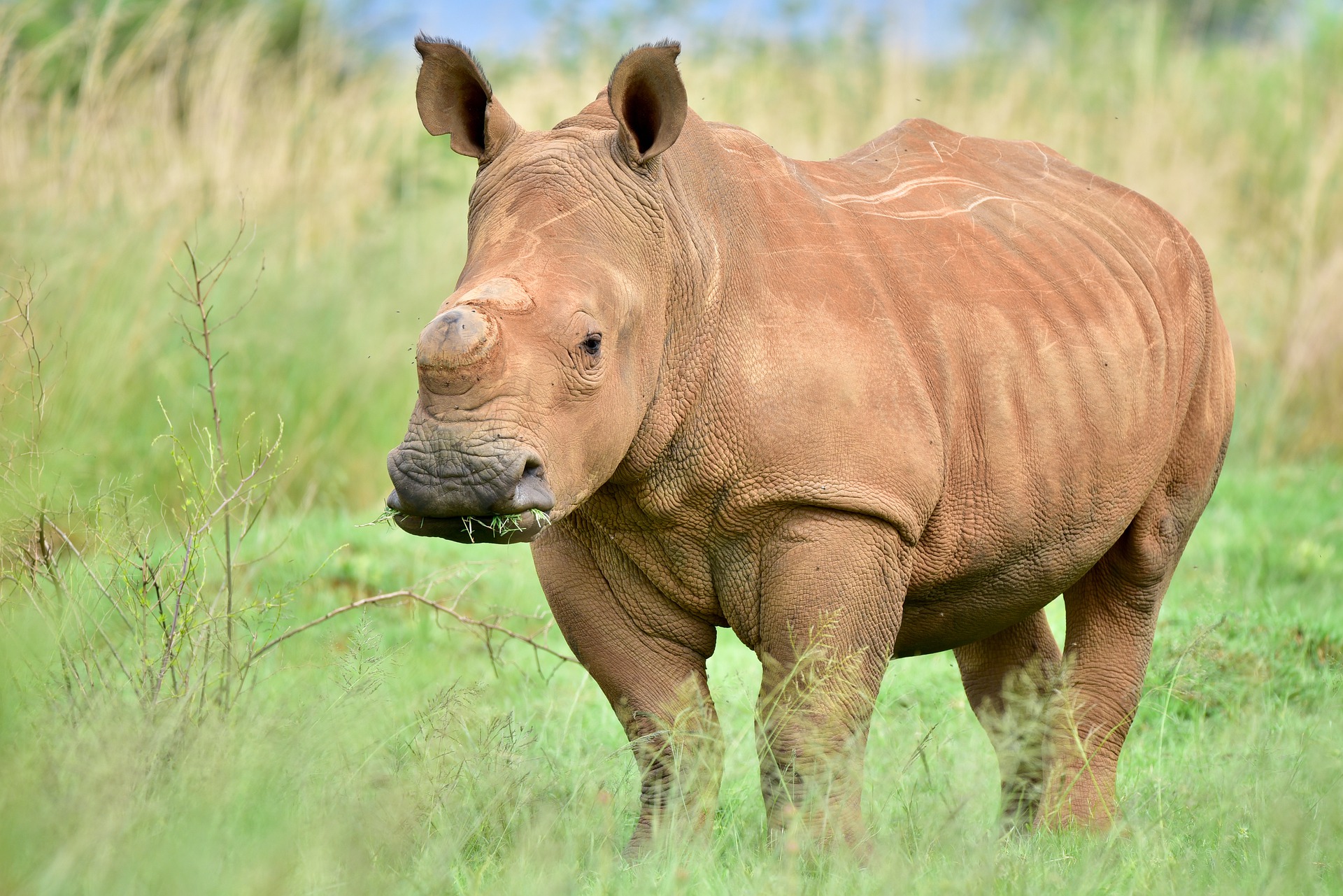 52 Sad Poaching Statistics You Must Know (2023 UPDATE) | Petpedia