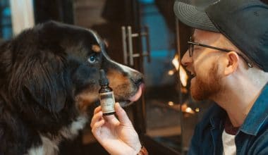 CBD Oil for Dogs - Featured Image