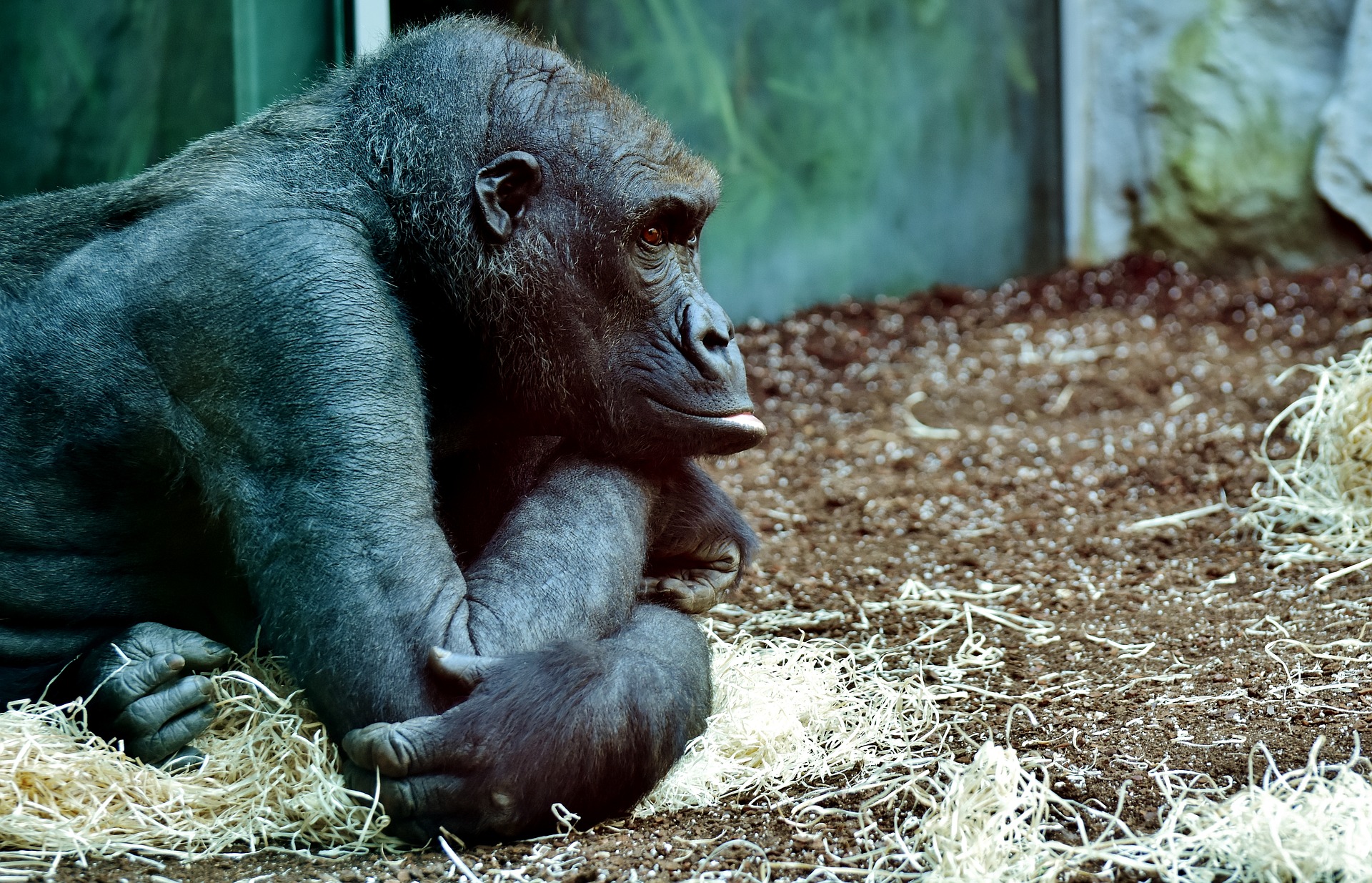 19 Heartbreaking Animals In Captivity Statistics