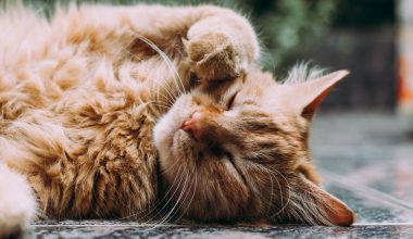 Best CBD Oil for Cats - Featured Image