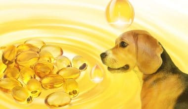 Best Fish Oil for Dogs - Featured Image
