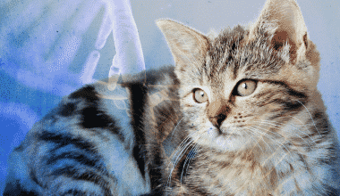 Best Cat DNA Tests - Featured Image
