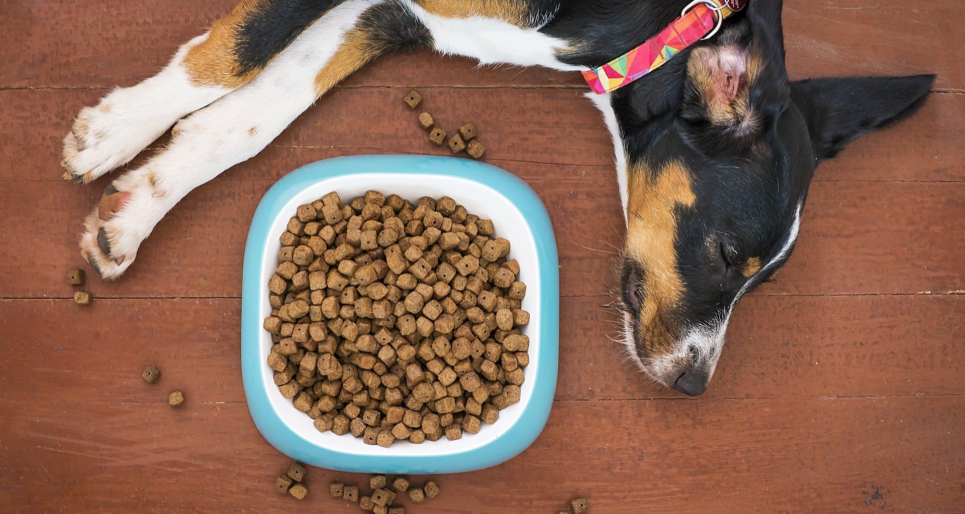 Best Dry Puppy Food - Featured Image1