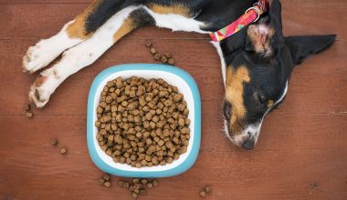 Best Dry Puppy Food - Featured Image1