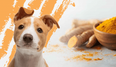 Best Turmeric Supplement for Dogs - Featured Image1